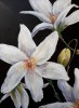NZ Clematis painting by Sue Graham